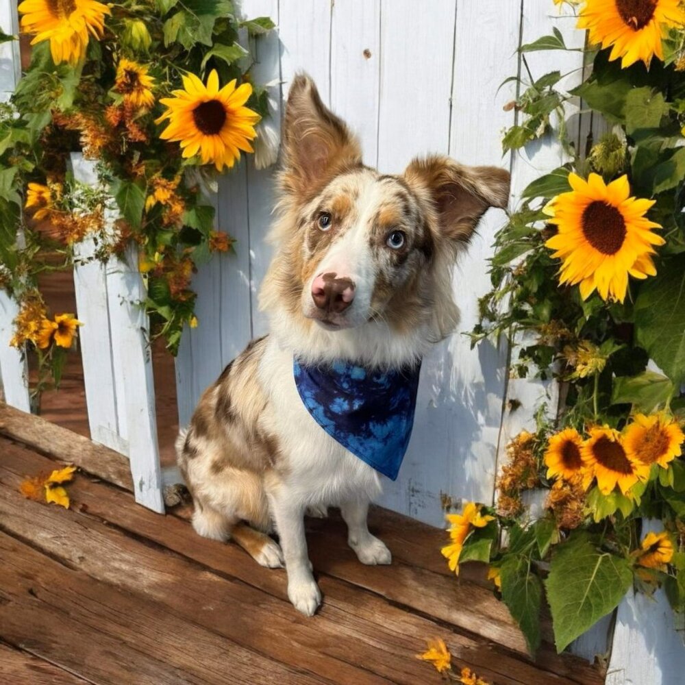 Meet your Posher, Franklin